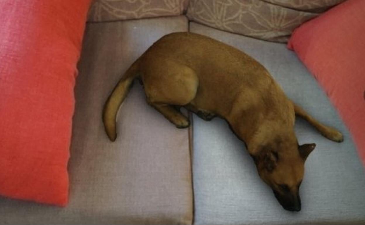 debajo de mi cama hay un perro muerto